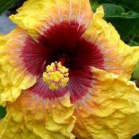 FIFTH DIMENSION TROPICAL HIBISCUS