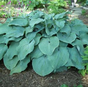 BLUE MAMMOTH HOSTA