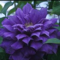 FRANZISKA MARIA™ CLEMATIS