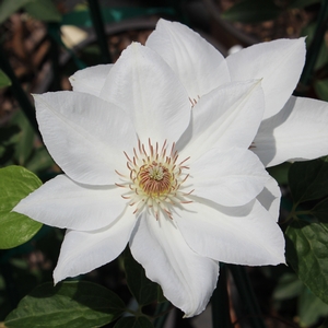 MRS. GEORGE JACKMAN CLEMATIS