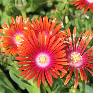 RED MOUNTAIN® FLAME ICE PLANT