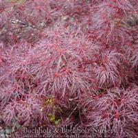 RED FEATHER WEEPING JAPANESE MAPLE