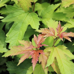 OH CANADA™ CRANBERRY BUSH