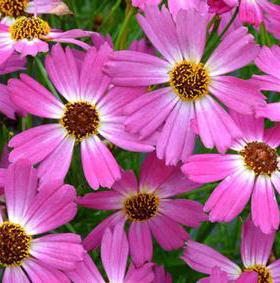 PINK SAPPHIRE TICKSEED