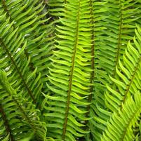 WESTERN SWORD FERN