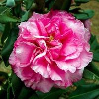 CORKSCREW CAMELLIA