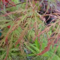 CHANTILLY LACE WEEPING JAPANESE MAPLE