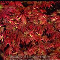 JOHIN FULL MOON UPRIGHT JAPANESE MAPLE