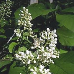 CHEYENNE PRIVET