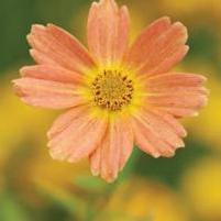 SWEET MARMALADE TICKSEED