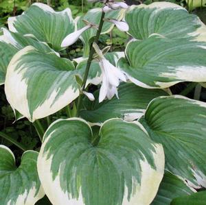ROBERT FROST HOSTA