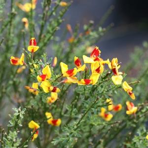 SISTER DISCO® SCOTCH BROOM