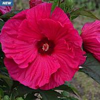 SUMMER IN PARADISE HARDY HIBISCUS