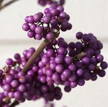 PLUMP & PLENTIFUL™ PURPLE GIANT BEAUTYBERRY