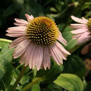 KIM'S KNEE HIGH CONEFLOWER