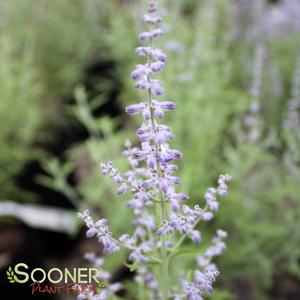 BLUE JEAN BABY RUSSIAN SAGE