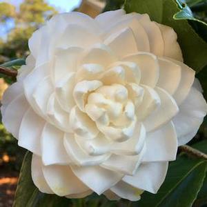 SEA FOAM CAMELLIA