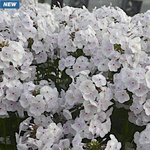 FASHIONABLY EARLY CRYSTAL GARDEN PHLOX