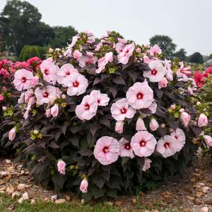 DARK MYSTERY HARDY HIBISCUS