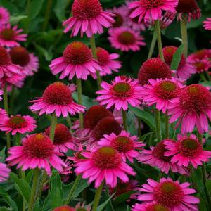 DELICIOUS CANDY CONEFLOWER