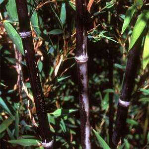 BLACK RUNNING BAMBOO