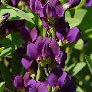 ROYAL PURPLE PRAIRIEBLUES® FALSE INDIGO