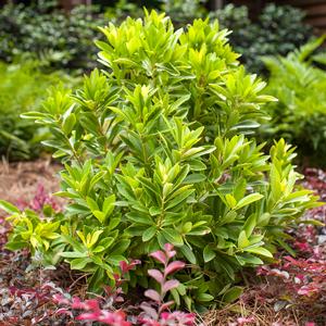 BANANAPPEAL® SMALL ANISE TREE