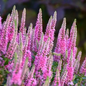 MAGIC SHOW® PINK POTION SPEEDWELL