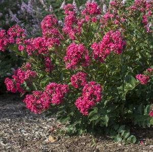 BELLINI® RASPBERRY CRAPEMYRTLE