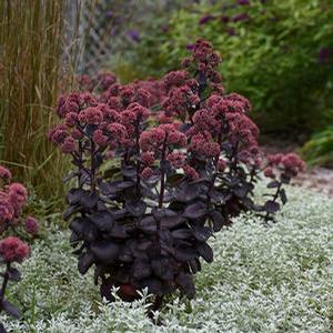 NIGHT EMBERS SEDUM