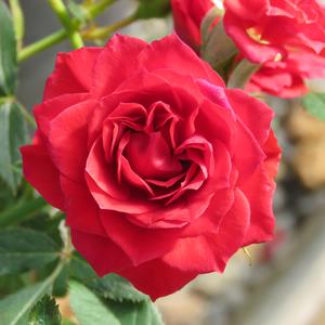 ITSY RITZY™ ROARING RED™ MINIATURE ROSE