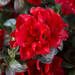AUTUMN FIRE® ENCORE® AZALEA