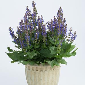 SALLYROSA™ APRIL NIGHT MEADOW SAGE