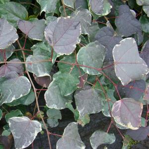 ENA NISHIKI VARIEGATED DISANTHUS