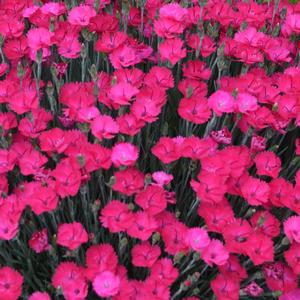 PAINT THE TOWN MAGENTA DIANTHUS