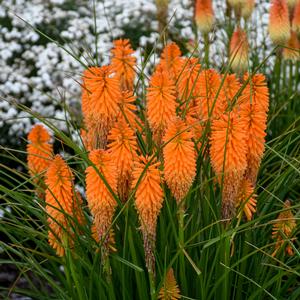PYROMANIA™ ORANGE BLAZE RED HOT POKER