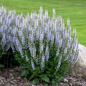 PERFECT PROFUSION MEADOW SAGE