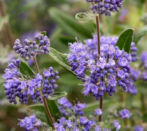 PETIT BLEU™ BLUEBEARD