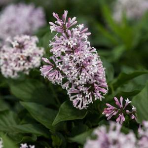 LITTLE LADY™ LILAC