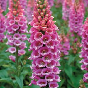 CANDY MOUNTAIN FOXGLOVE