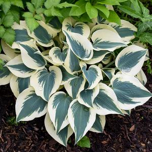 BLUE IVORY HOSTA
