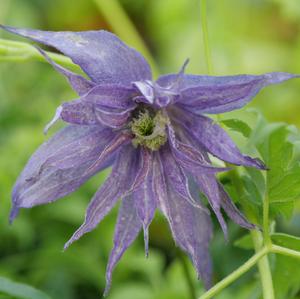 SPARKY® BLUE CLEMATIS