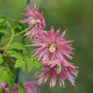 SPARKY® PINK CLEMATIS
