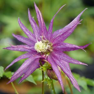 SPARKY® PURPLE CLEMATIS