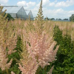 VISIONS INFERNO ASTILBE