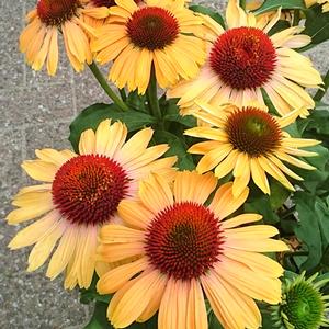 BUTTERFLY™ APRICOT RAINBOW MARCELLA CONEFLOWER
