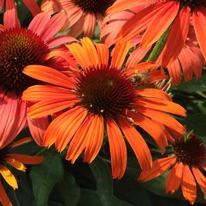 BUTTERFLY™ JULIA CONEFLOWER