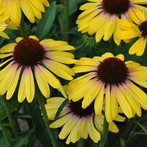 BUTTERFLY™ YELLOW RAINBOW MARCELLA CONEFLOWER
