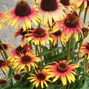 FINE FEATHERED™ PARROT CONEFLOWER