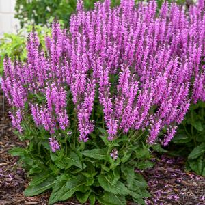 COLOR SPIRES® BACK TO THE FUCHSIA MEADOW SAGE